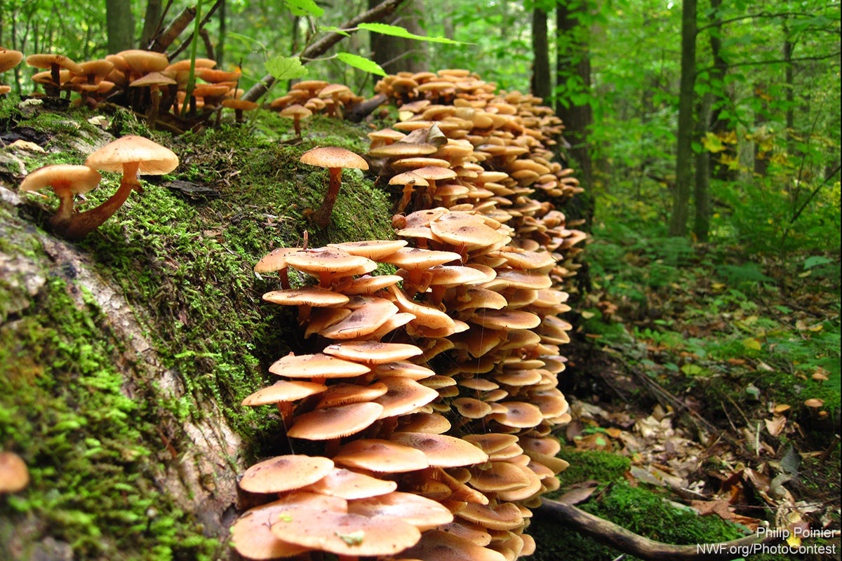 Dead Trees Are Anything But Dead - The National Wildlife Federation Blog