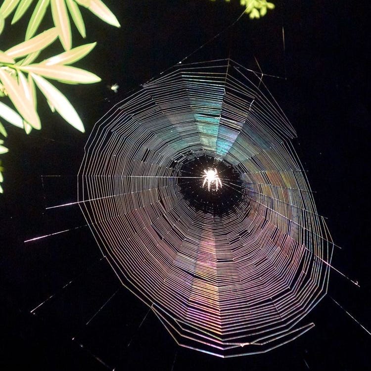 orbweaver, weaving
