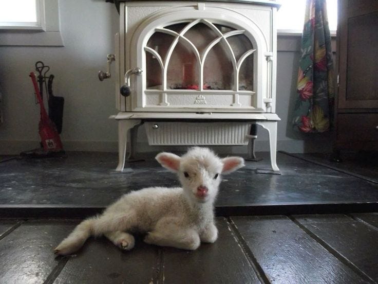 This may contain: a baby lamb is sitting on the floor in front of an old fashioned stove and window
