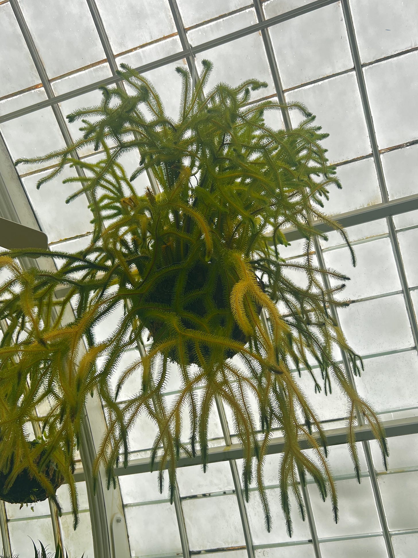 A lush hanging epiphyte with cascading green tendrils suspended inside the glass-domed Conservatory of Flowers in San Francisco