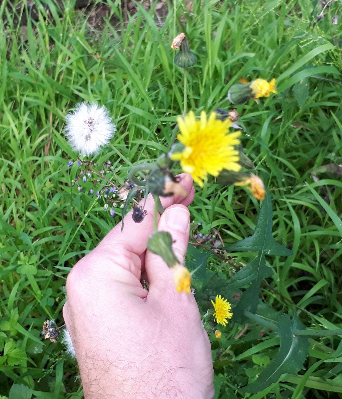 Sonchus [flowers & puffball] sml.jpg