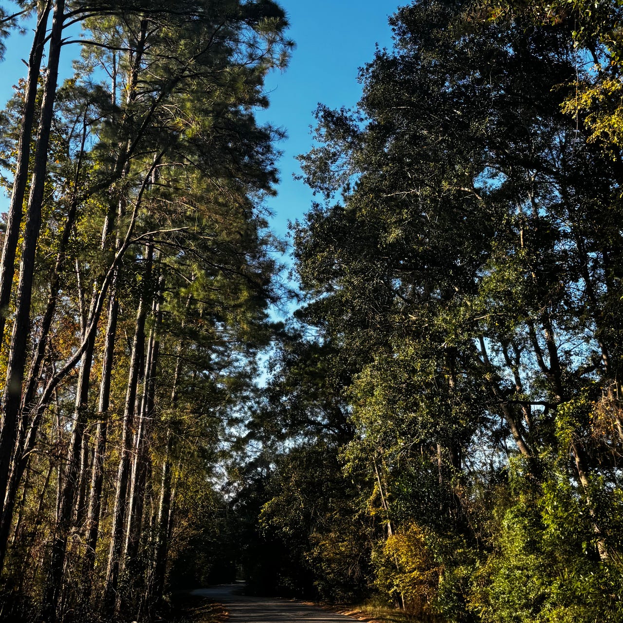 Daily Bread + Dewdrops