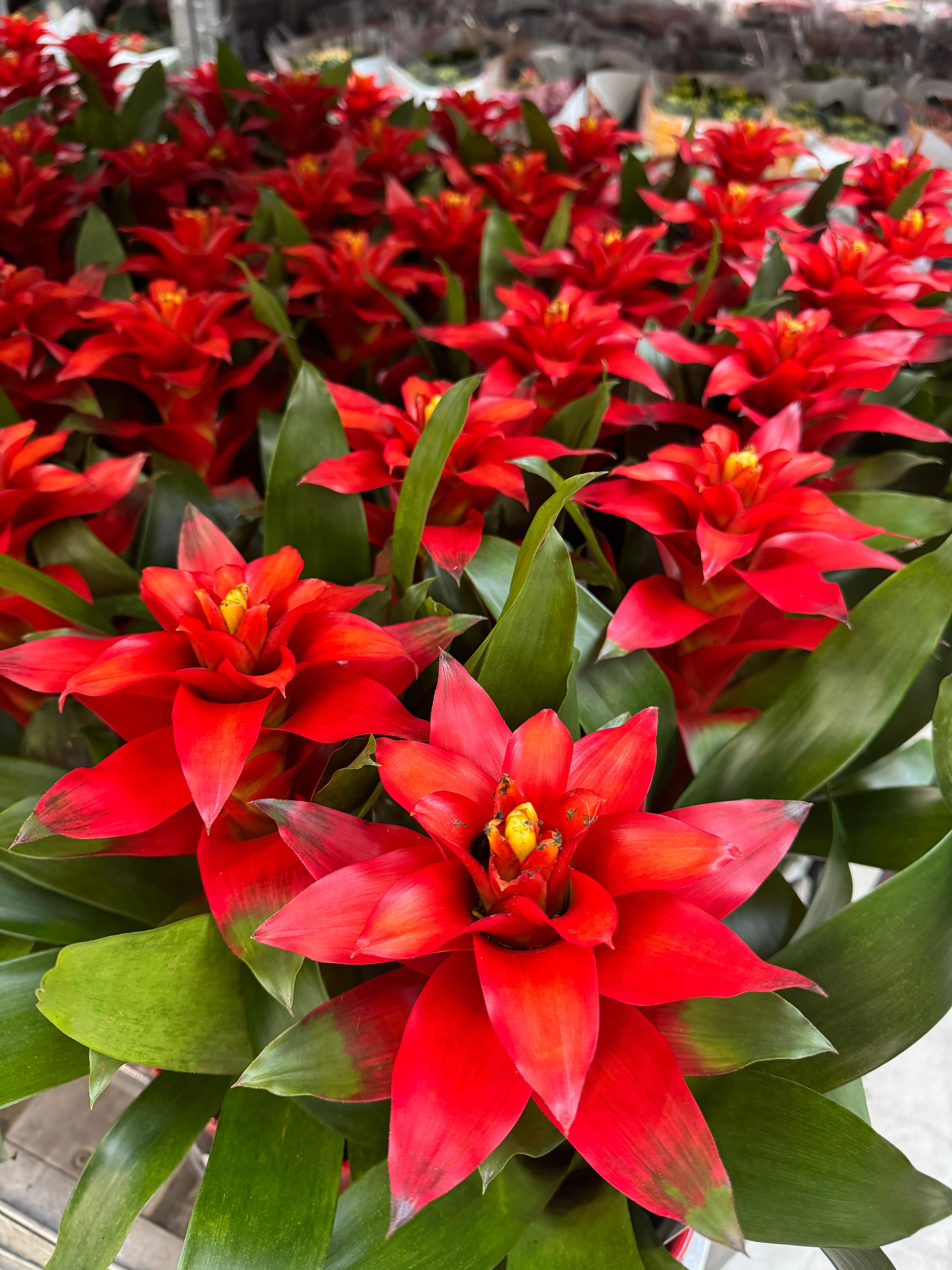 The top 25 plants you must grow: 2025 - by Mr Plant Geek