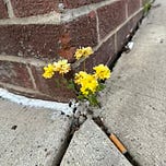 David’s Newsletter