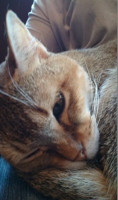 Sleepy Cat Sleepy Cat