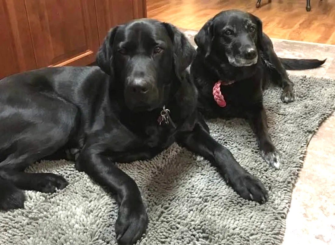 two black labs laying next to each other on a grey carpet