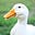 Aberrant Duck's avatar