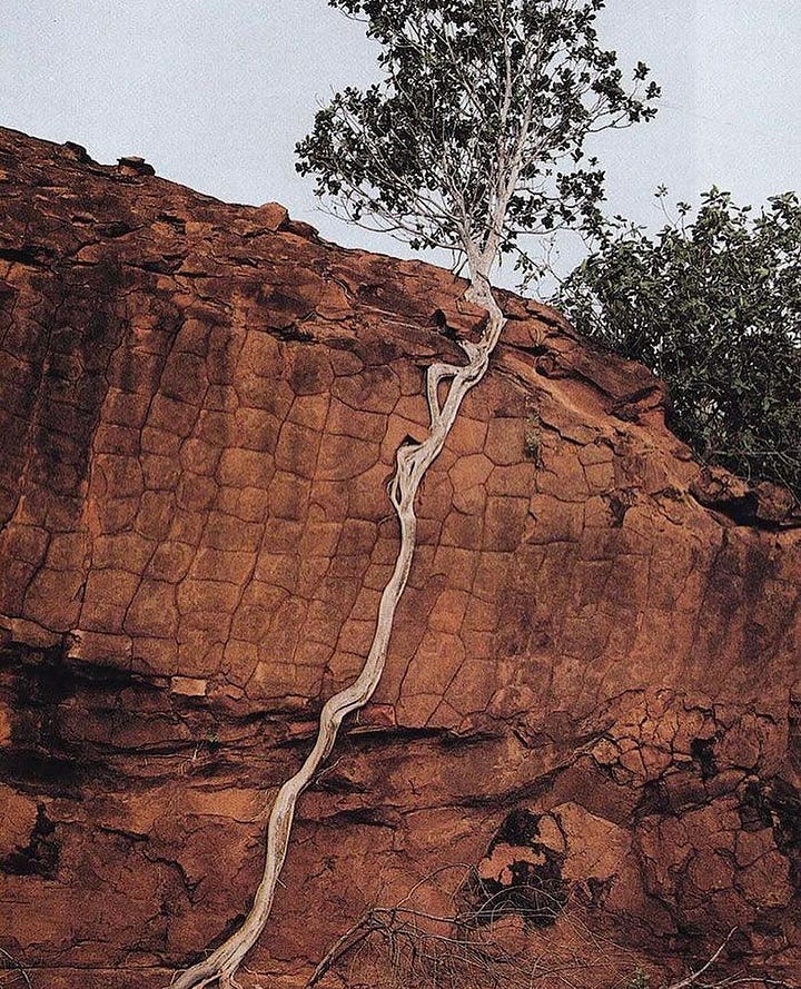 Trees learning to be in their worlds.