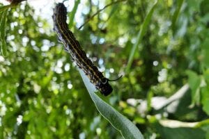 TOBACCO HORNWORM