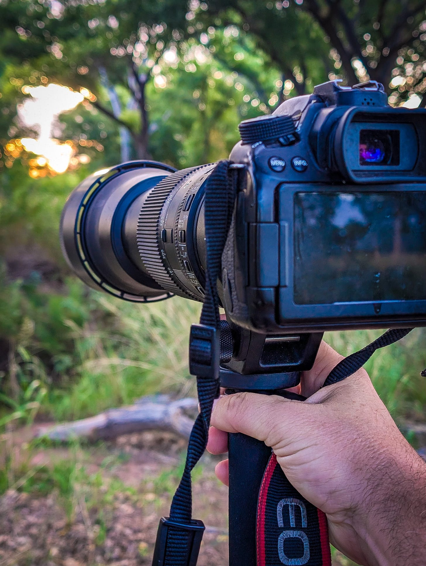 Canon camera with Sigma 150-600mm lens pointed at a sunrise through the trees.