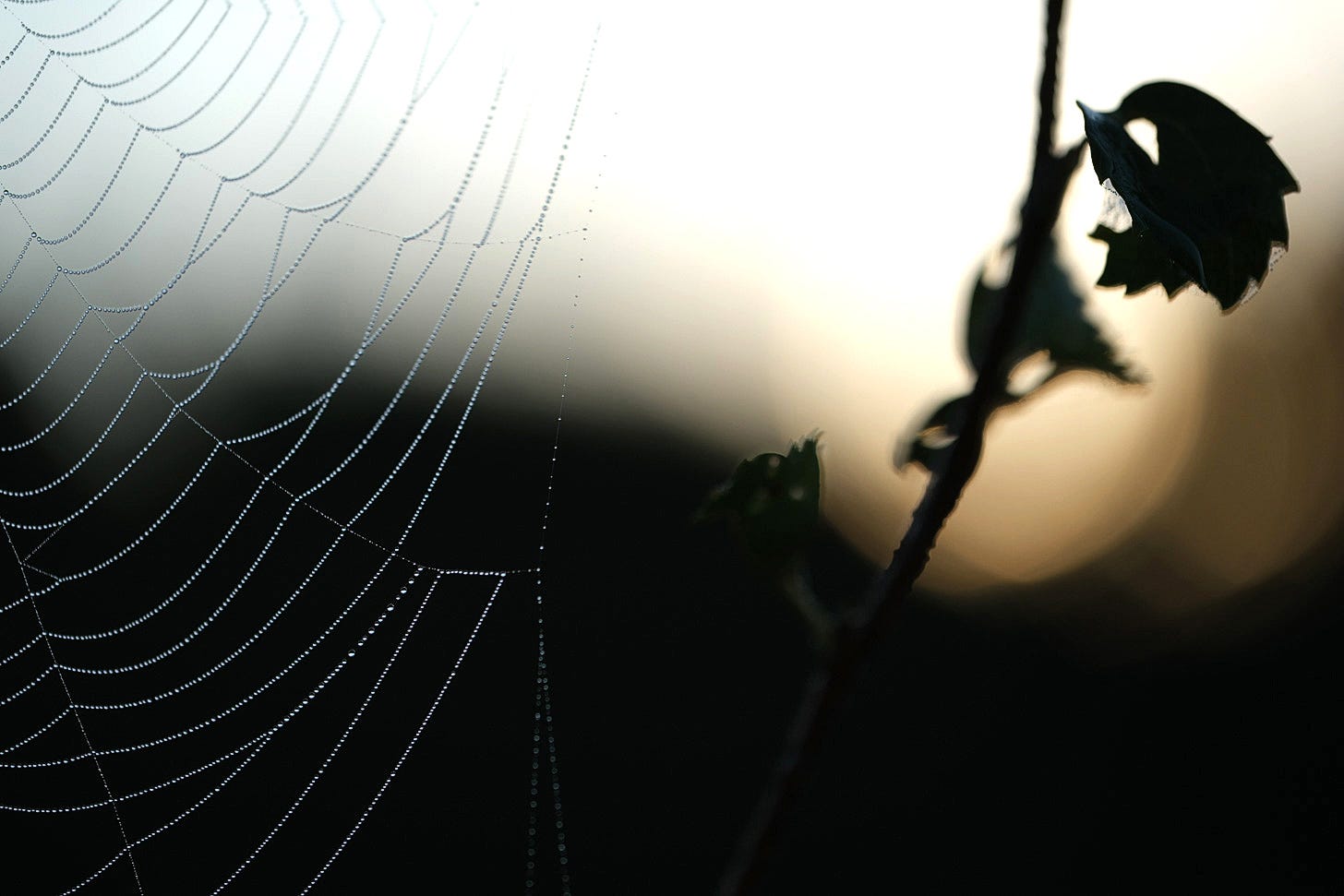 Birch sapling and spider’s web silhouetted against the rising sun