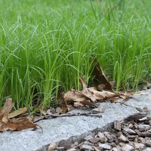 Native Pennsylvania sedge (Carex pensylvanica) adds substantial ecological value without losing walkability -- and does not require irrigation, fertilizer or even mowing (Source: Native Plant Trust)