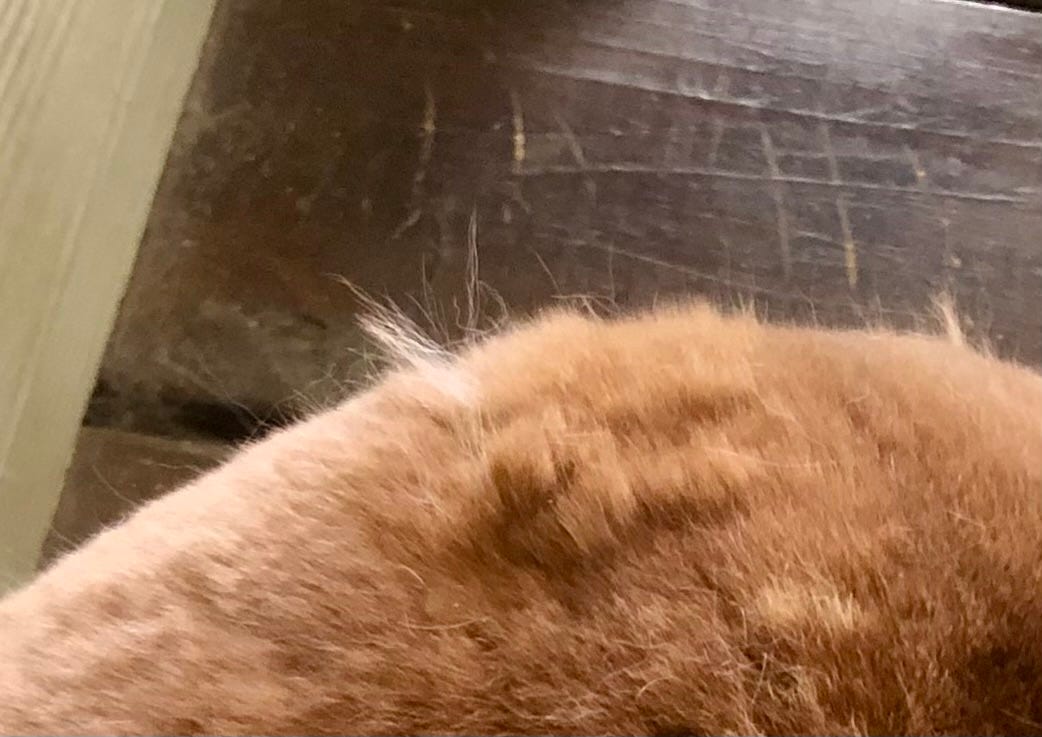 Rabbit back