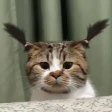 Tổng hợp ảnh mèo meme hài hước và cute lạc lối - Maika AI Tổng hợp ảnh mèo meme hài hước và cute lạc lối - Maika AI