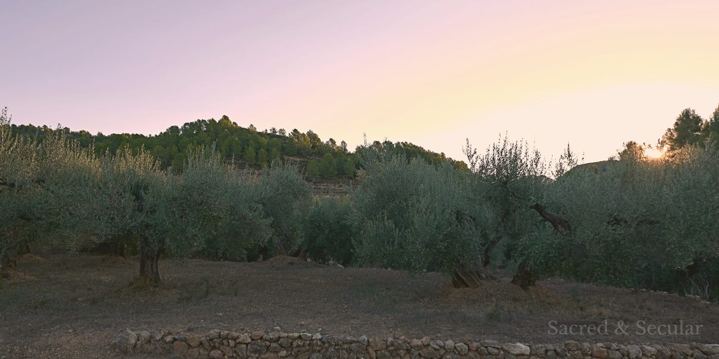 an olive grove at twilight an olive grove at twilight