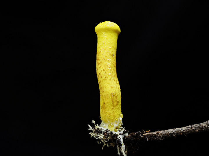 yellow mushrooms