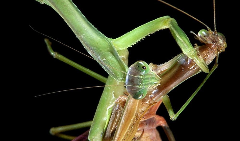 Sexual cannibalism could benefit male praying mantis - Australian Geographic