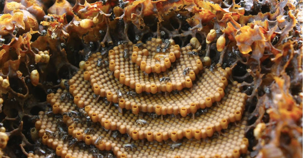 Sugarbag Bees, Native Australian Stingless Bees & Their Incredible Hives