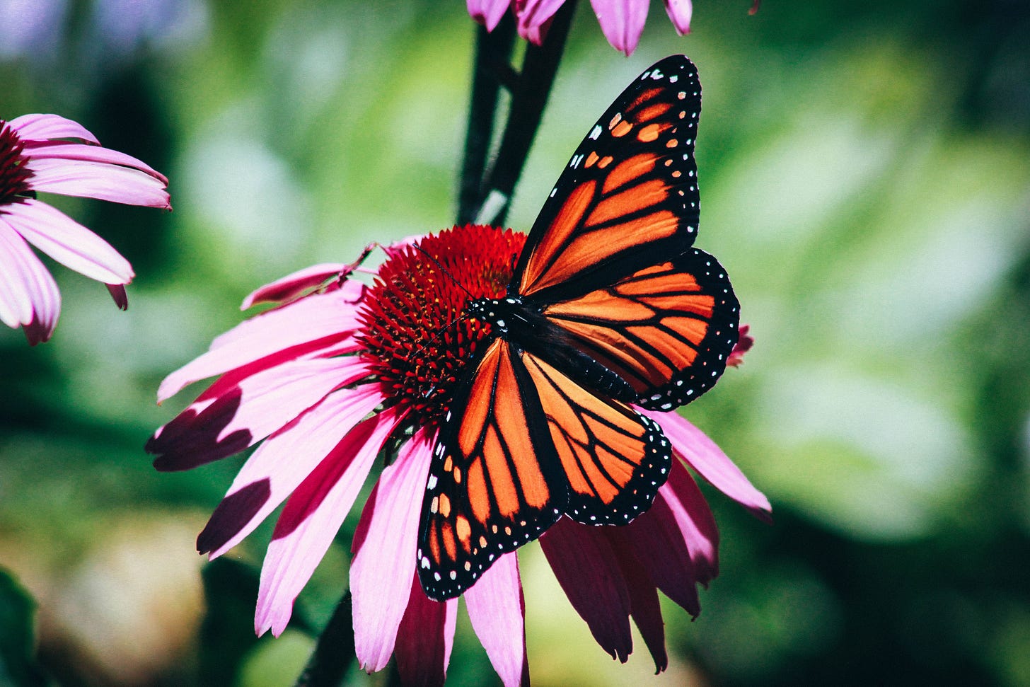 insect collapse butterfly insect collapse butterfly