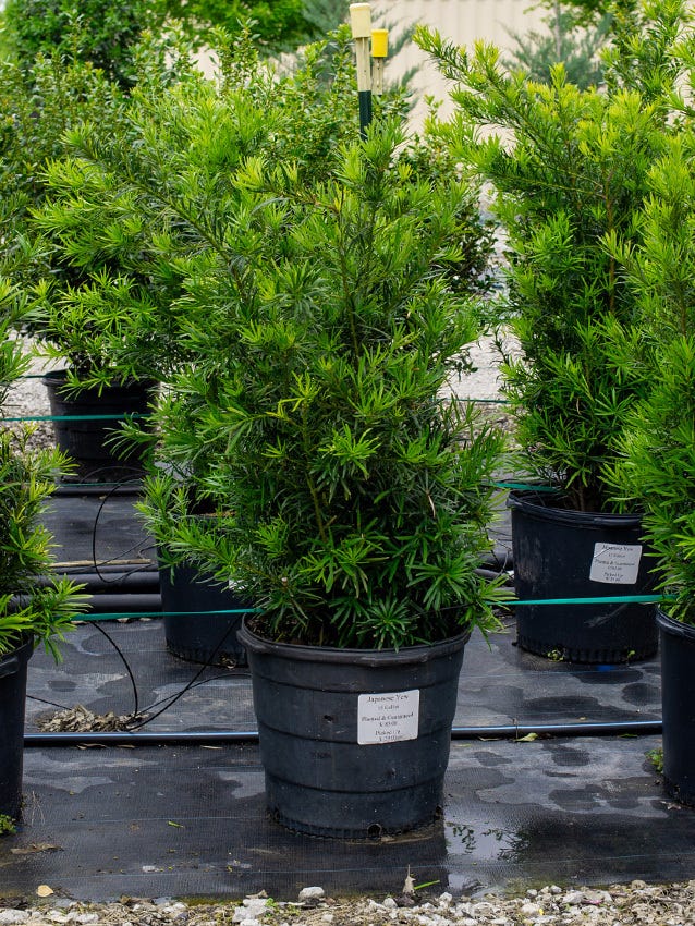 Japanese yew