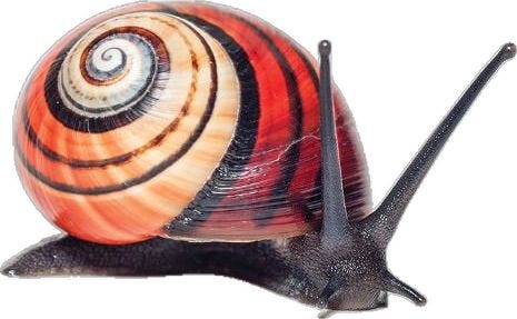 a group of different snails with colorful striped shells