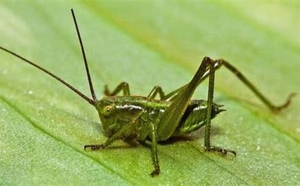 Image result for image of crickets