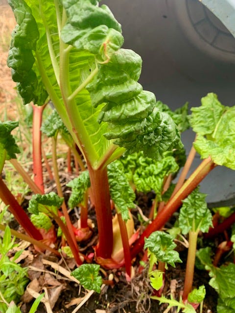 rhubarb grown under a bucket