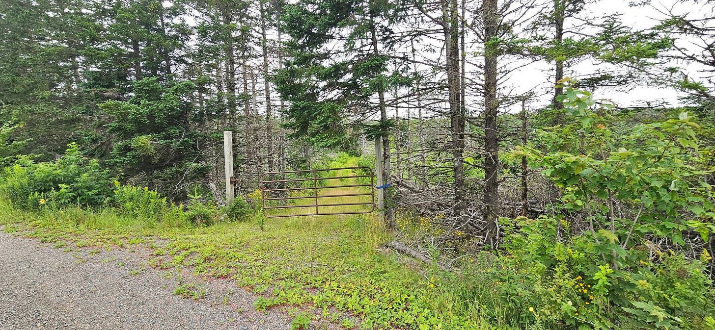 May be an image of tree, grass and road