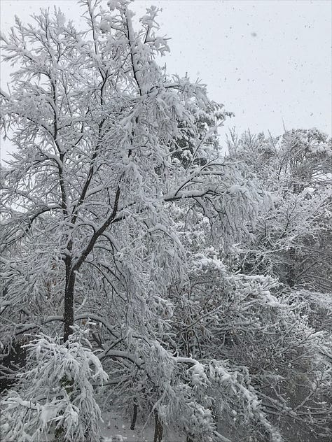scenes of snow and trees