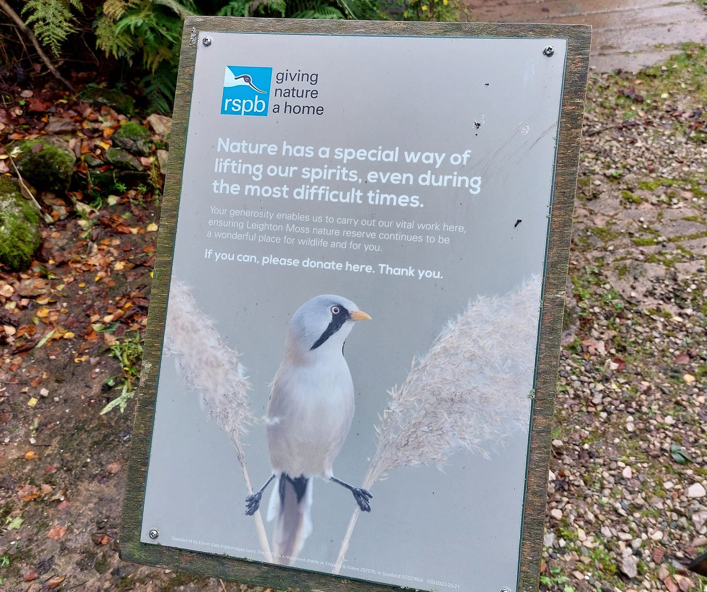 Photo of an RSPB poster featuring a lovely picture of a bearded tit clinging with each claw onto a reed Photo of an RSPB poster featuring a lovely picture of a bearded tit clinging with each claw onto a reed