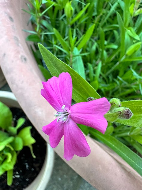 pink and lavender creeping phlox