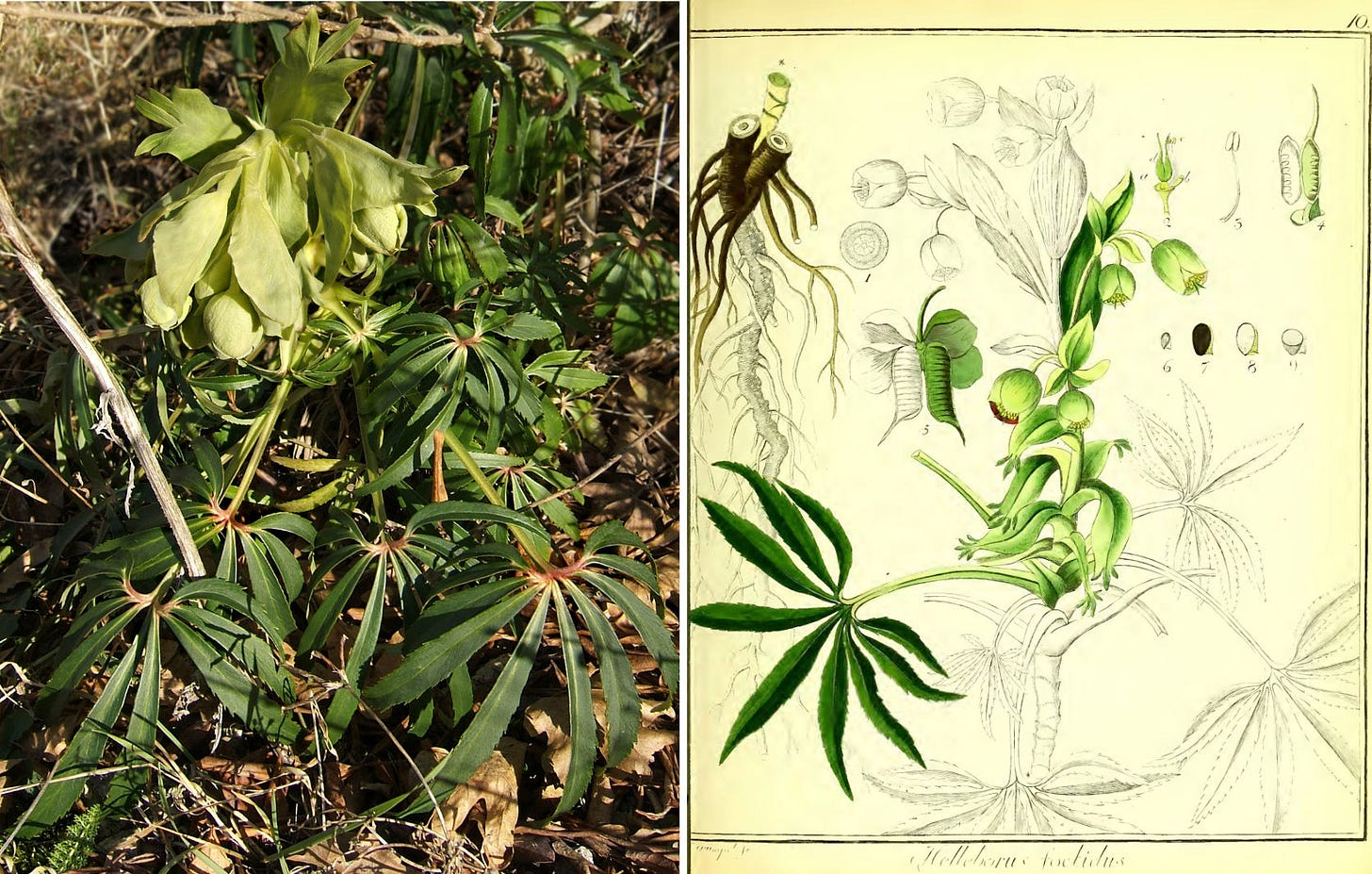 Helleborus Foetidus, in flowers left (CC BY-SA 3.0 Wikimedia Commons, user Wildfeuer, 28 December 2006) and as draugth in F. G. Hayne, Getreue Darstellung und Beschreibung der in der Abzneykunde Gebräuchlichen Gewächse, vol. 3, Berlin 1813, right. Helleborus Foetidus, in flowers left (CC BY-SA 3.0 Wikimedia Commons, user Wildfeuer, 28 December 2006) and as draugth in F. G. Hayne, Getreue Darstellung und Beschreibung der in der Abzneykunde Gebräuchlichen Gewächse, vol. 3, Berlin 1813, right.