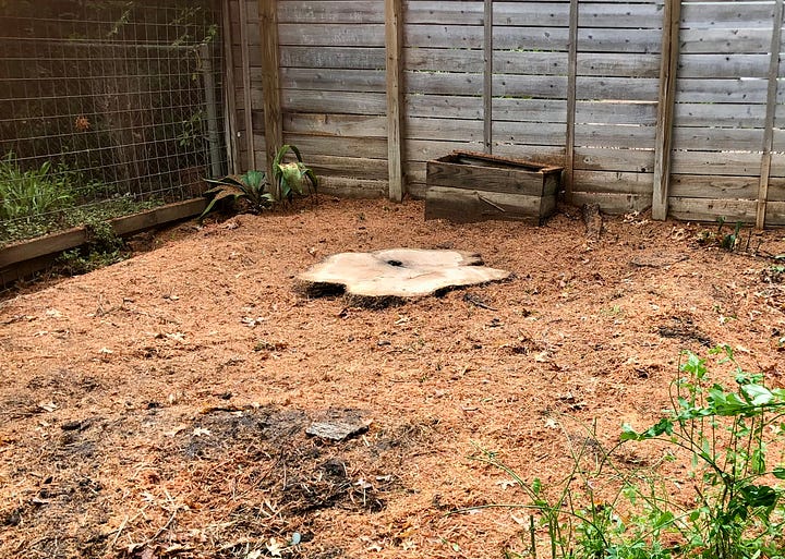 Oak tree stump