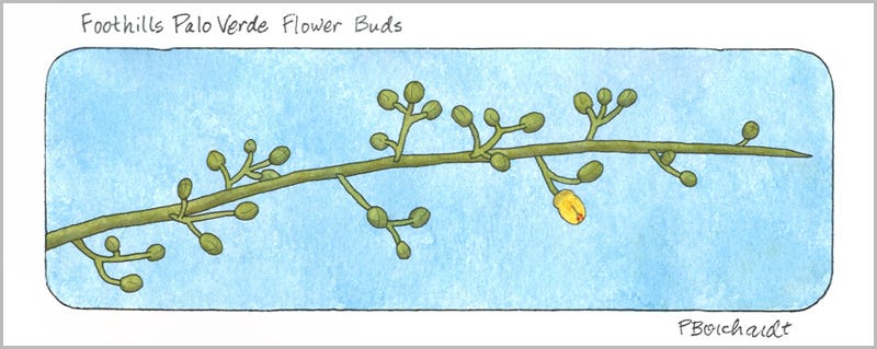 Foothills Palo Verde Flower Buds (pen & watercolor)
