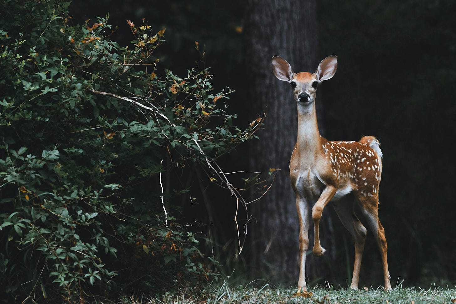 brown deer beside plants