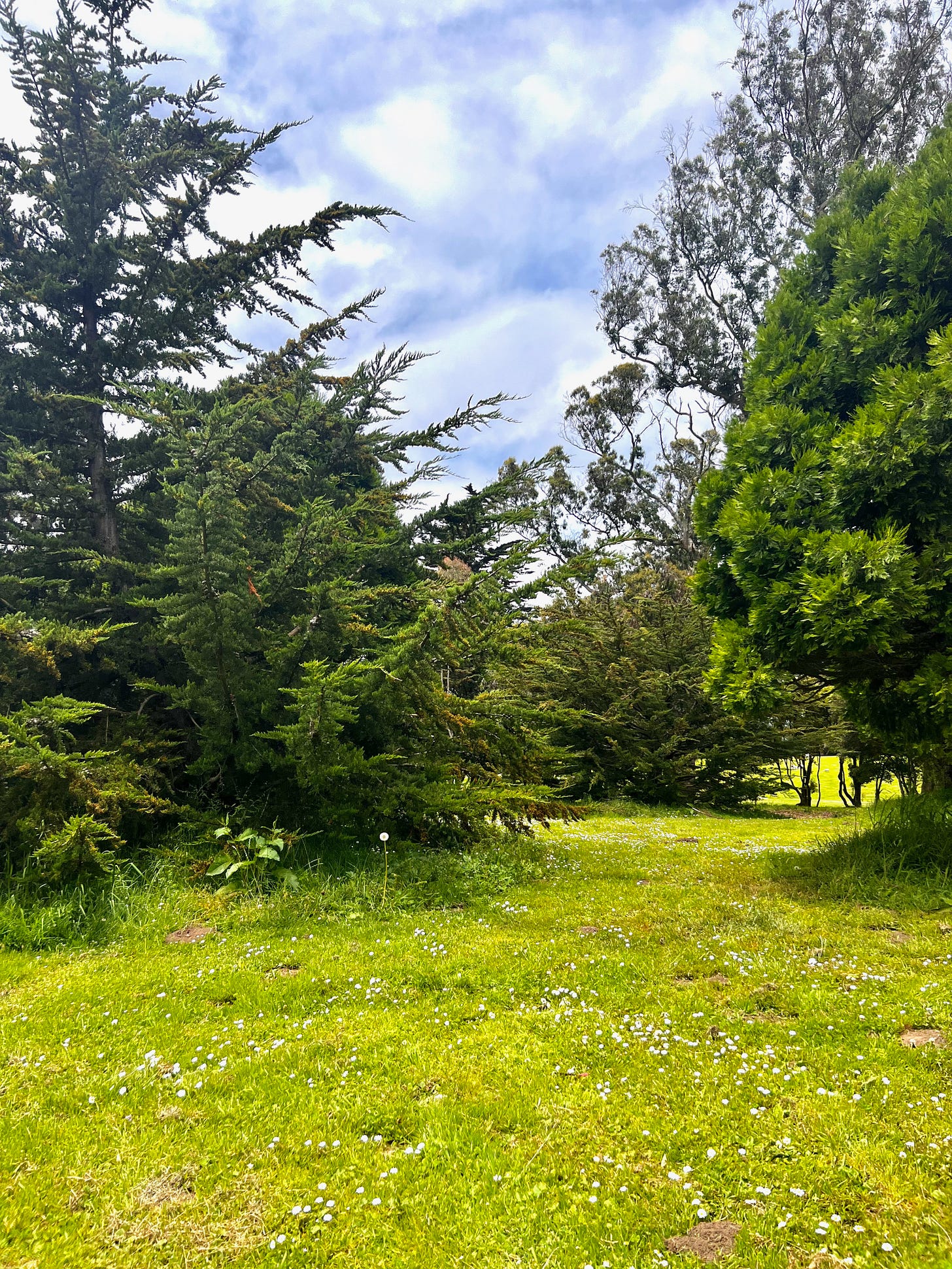 Peaceful grassy meadow sprinkled with dandelions and wildflowers, framed by evergreen trees in Golden Gate Park, San Francisco