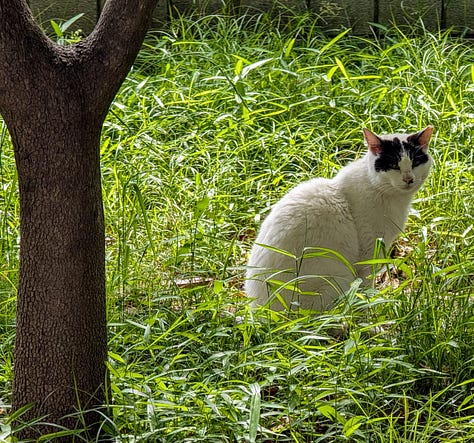 stray cats of japan
