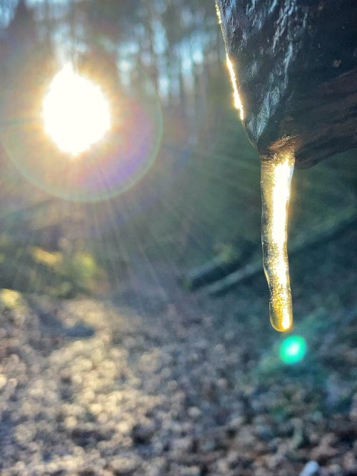 Stalactite hanging from a trunk