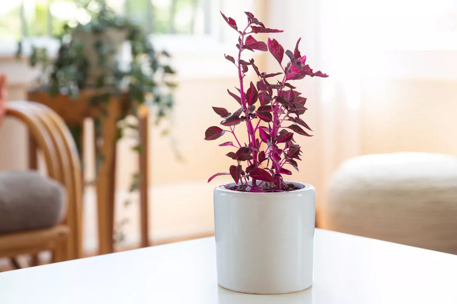 blood leaf plant