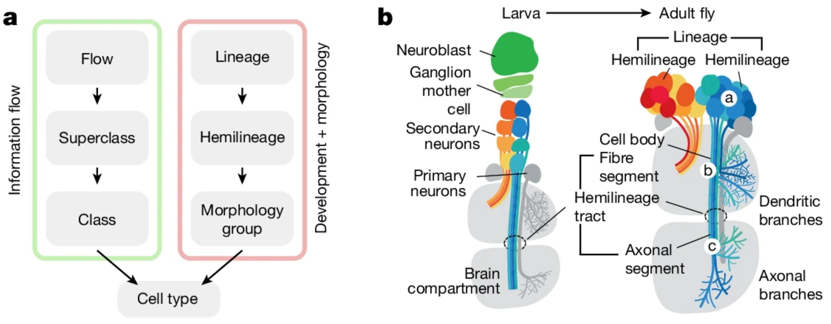 A primer on FlyWire, a complete connectome of the fly