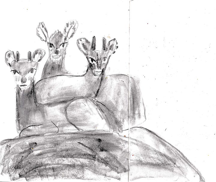 animal drawings by beth spencer