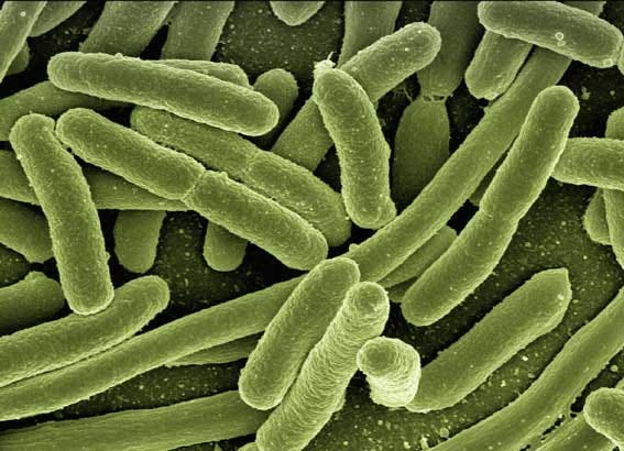 Bacteria at close