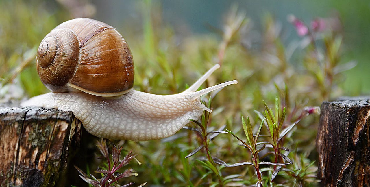 How I carried my home around for a year