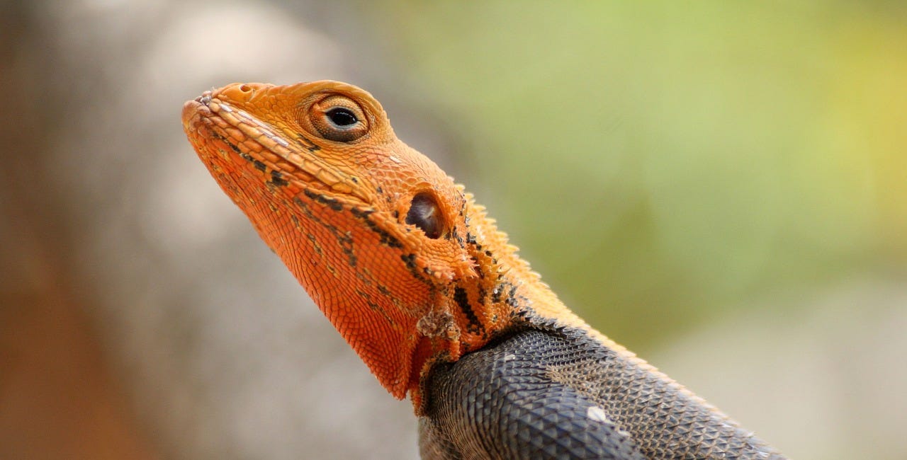 Inside trump’s Lizard Brain