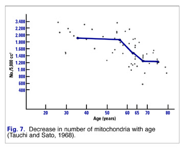 Mitochondrial Dysfunction, Nutrition and Aging - Nutrition Review