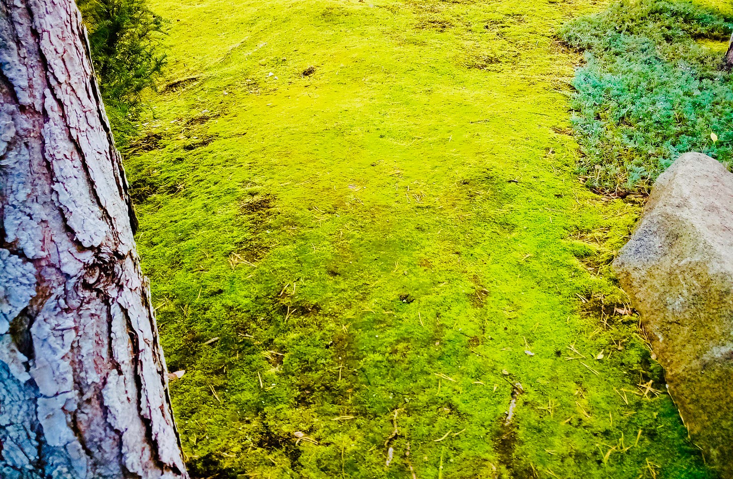 Mossy path through stones