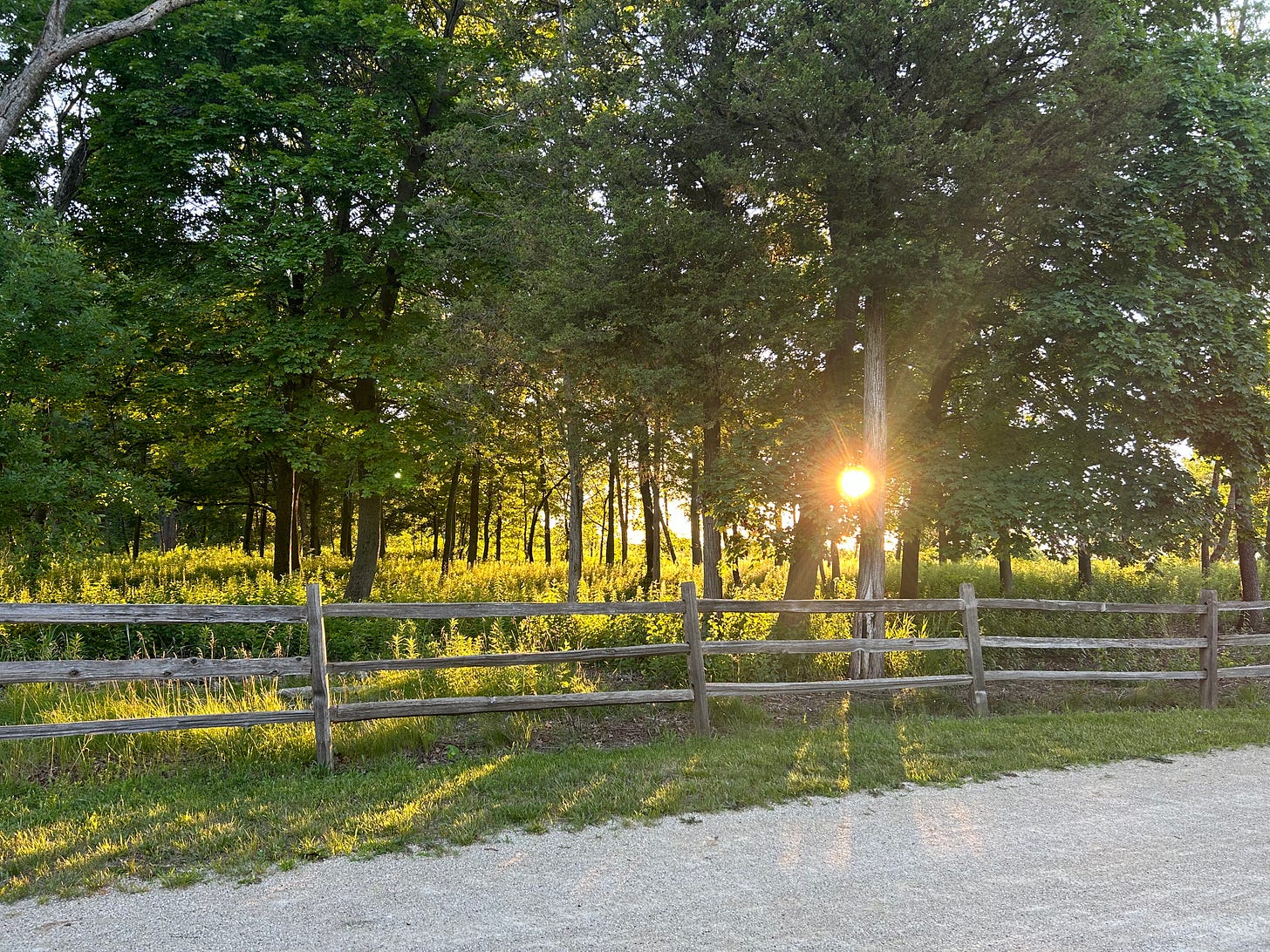 A tree-lined limestone path with the setting sun peeking out from in between two trees