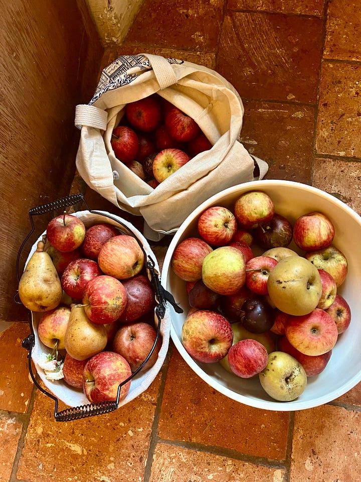A four-photo collage: an apple tree heavy with small red apples in tall grass; a hand reaching up to pick a red apple from a branch; a golden apple tart on a white plate beside loose apples, a small striped squash, ivy and a painted wooden horse; and two bowls and a cloth tote bag full of freshly picked apples and pears on a terracotta floor.