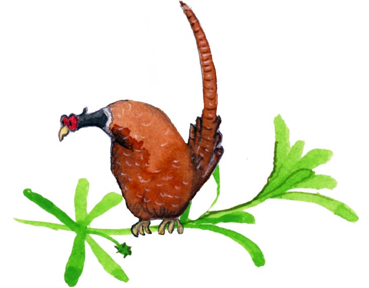 illustration of a pheasant on a large stem of goosegrass