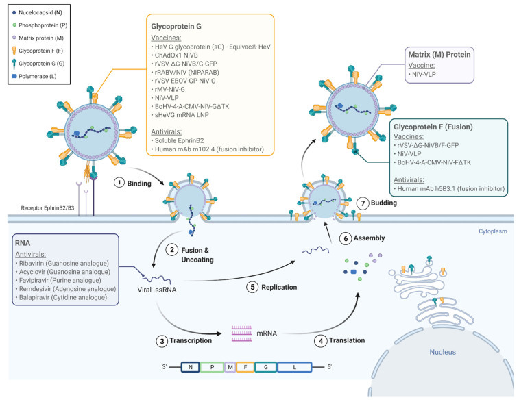 How to Design Antibodies - Asimov Press